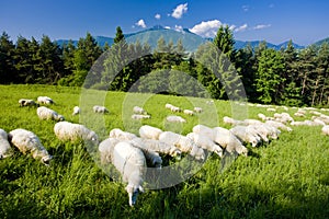 Sheep herd, Mala Fatra, Slovakia