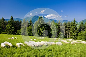 Sheep herd, Mala Fatra, Slovakia