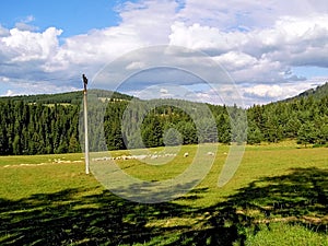 Sheep herd on mountain meadow.