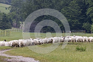 Stádo oviec v Národnom parku Muránska Planina, Slovensko