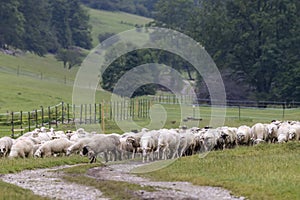 Stádo ovcí v Národním parku Muránska Planina, Slovensko