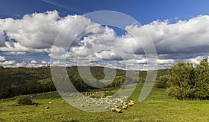 Sheep herd near Terchova, Mala Fatra, Slovakia