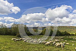 Sheep herd near Terchova, Mala Fatra, Slovakia