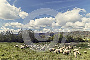 Sheep herd near Terchova, Mala Fatra, Slovakia