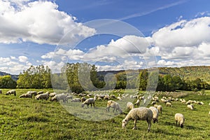 Stádo ovcí u Terchové, Malá Fatra, Slovensko