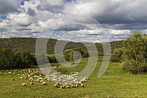 Stádo oviec pri Terchovej, Malá Fatra, Slovensko
