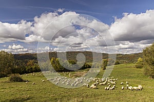 Sheep herd near Terchova, Mala Fatra, Slovakia