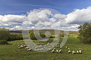 Sheep herd near Terchova, Mala Fatra, Slovakia