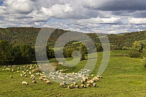 Stádo ovcí u Terchové, Malá Fatra, Slovensko