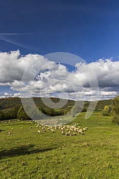 Stádo ovcí u Terchové, Malá Fatra, Slovensko