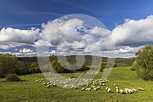 Sheep herd near Terchova, Mala Fatra, Slovakia