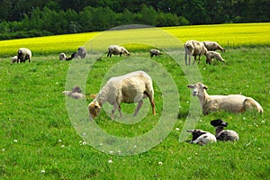 Sheep herd on pasture
