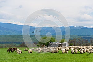 Sheep herd on pasture in mountain with birds flock