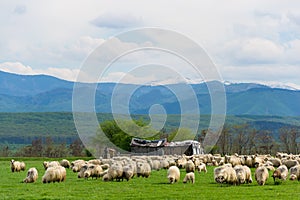 Sheep herd on pasture in mountain with birds flock