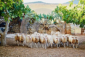 Sheep herd on pasture in Sardinia