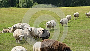 Sheep herd in pastureland photo