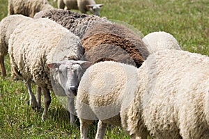 Sheep herd in pastureland photo