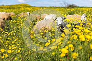 Sheep herd pasturing blossoming flowers field.