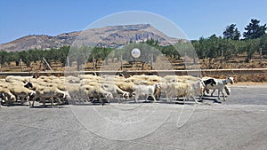 Sheep herd