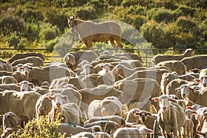 Sheep Herd and Sheep Pony Ranching Scene