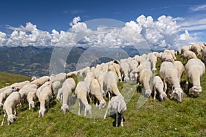 Sheep herd with shepherd grazing on the plateau of the Monte Baldo, Malcesine, Lombardy, Italy