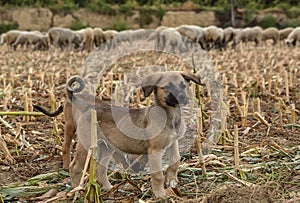 Sheep Herd, Shepherd and Shepherd Dogs