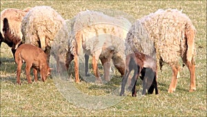 Sheep herd in spring, lambs, family