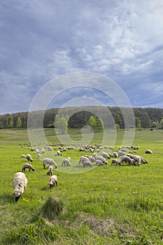 Sheep herd in Stiavnicke vrchy on Krupinska planina, Slovakia