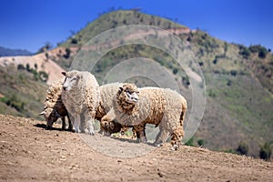 Sheep herd on top of the mountain