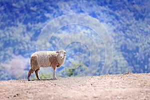 Sheep herd on top of the mountain