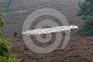 Sheep herder dog and Ram