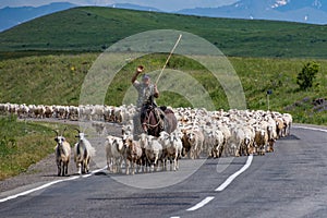 Sheep herder with his flock on the road in Armenia