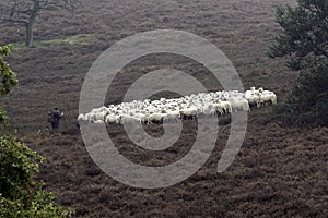 Sheep herder minding her flock