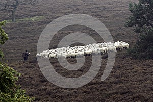 Sheep herder minding her flock photo