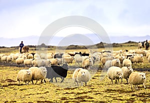 Sheep herding