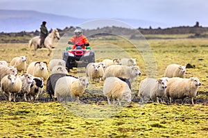 Sheep herding