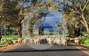Sheep herding in country NSW