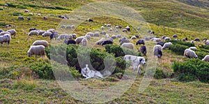 Sheep herding dog in the mountains