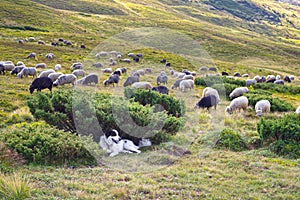 Sheep herding dog in the mountains