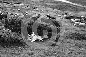 Sheep herding dog in the mountains