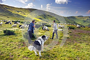 Sheep herding dog in the mountains