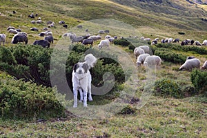 Sheep herding dog in the mountains