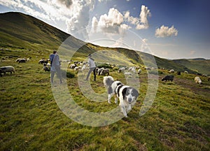 Sheep herding dog in the mountains