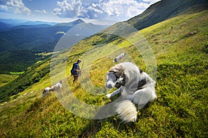 Sheep herding dog in the mountains