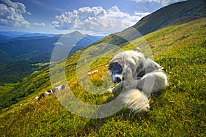 Sheep herding dog in the mountains