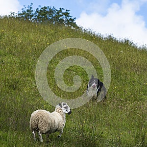 Sheep herding on the edge of the village of Carrick