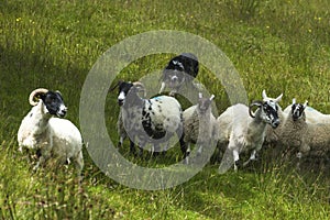 Sheep herding on the edge of the village of Carrick