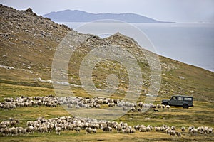 Sheep herding - Falkland Islands photo