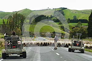 Sheep Herding - New Zealand