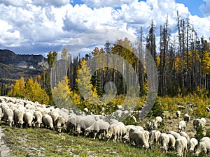 Sheep Herding in Wyoming
